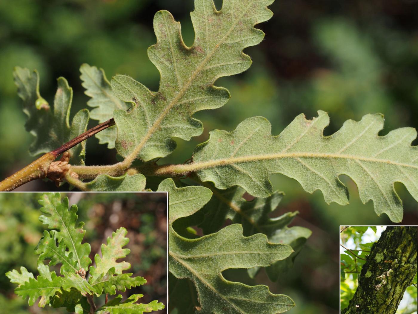 Oak, Pubescent leaf